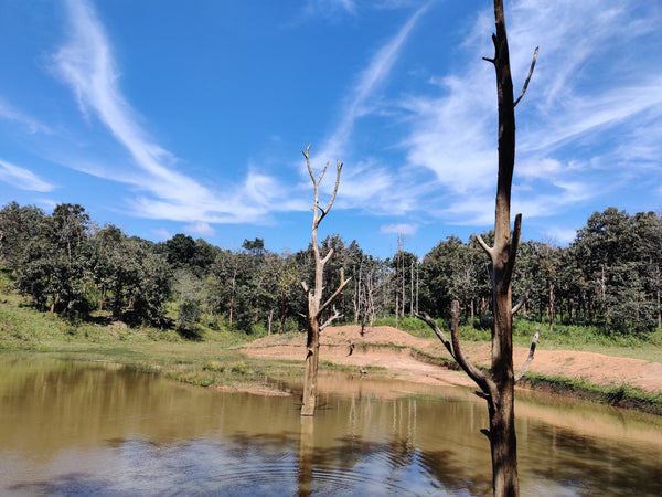 Tribal & Wildlife Immersion - WAYANAD ( 19th -20th July 2025 )