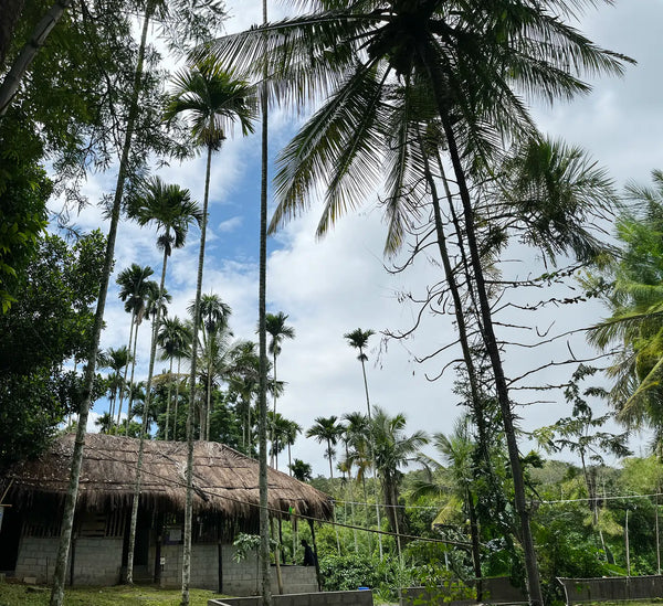 Tribal & Wildlife Immersion - WAYANAD ( 19th -20th July 2025 )
