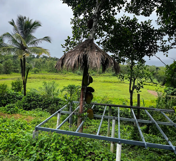 Tribal & Wildlife Immersion - WAYANAD ( 19th -20th July 2025 )