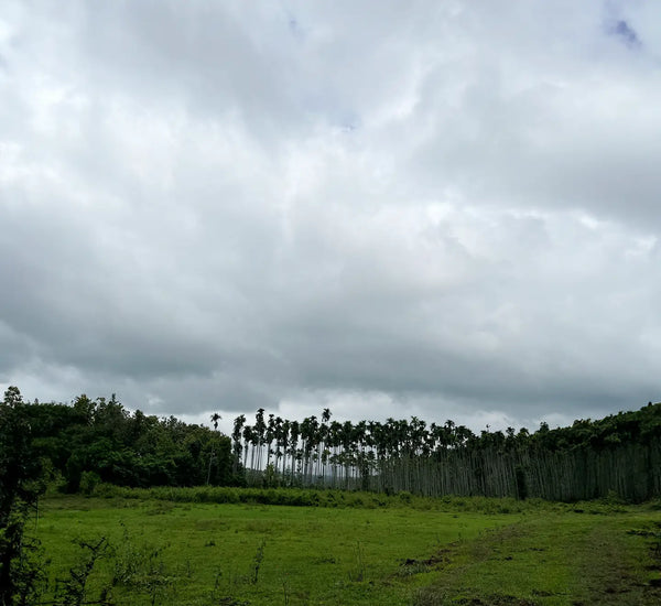 Tribal & Wildlife Immersion - WAYANAD ( 19th -20th July 2025 )