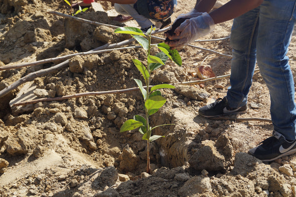 Ride for a Cause - Plant Saplings - 14th July 2024