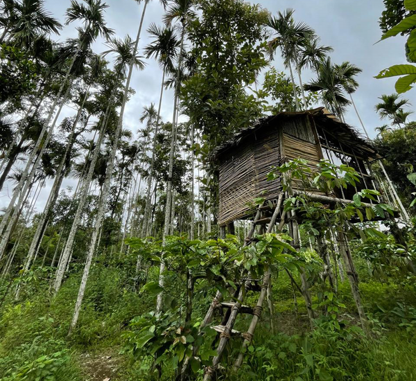 Tribal Life & Wildlife Immersion - Wayanad