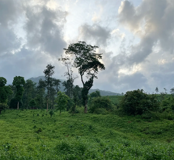 Tribal Life & Wildlife Immersion - Wayanad